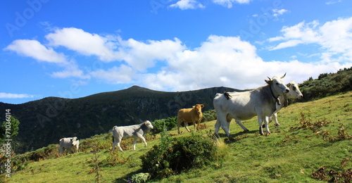 Vaches gasconnes,Pyrénées audoises
