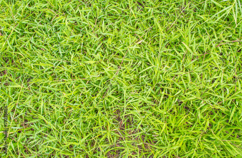 grass texture image for background usage.