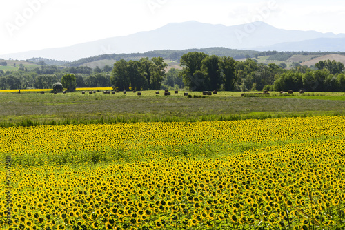 Maremma  Tuscany  Italy 