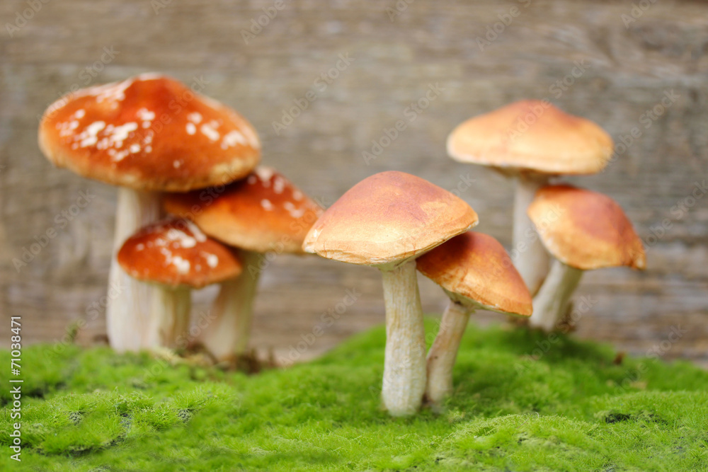 Obraz premium Pilze/ Holzhintergrund