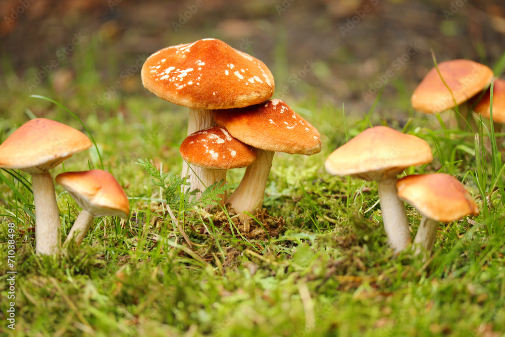 Waldpilze Waldpilze