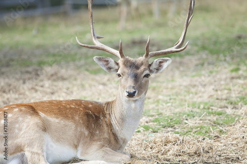 Spotted Deer / Chital