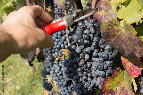 cutting grapes with scissors