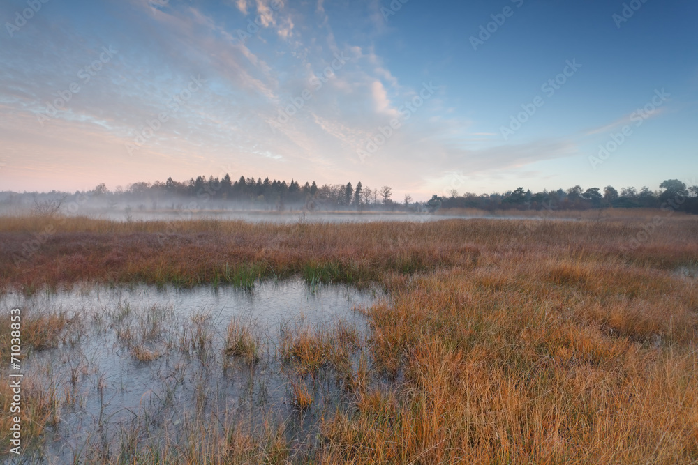 autumn morning on swamp
