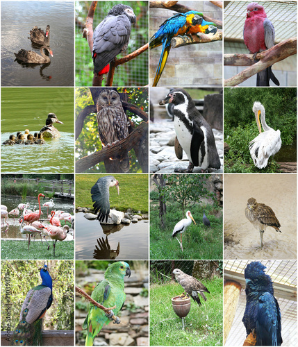 Collage of different birds