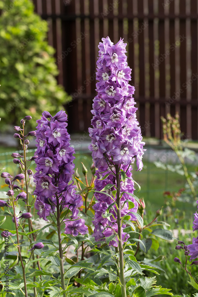 Obraz premium Purple Delphinium Flower in Garden