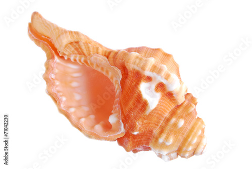 seashell shell isolated on white background © severija