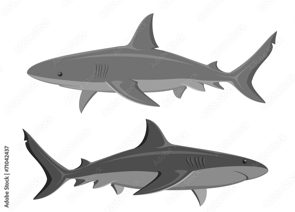 Sharks. Set of two large sharks isolated on white. Vector.