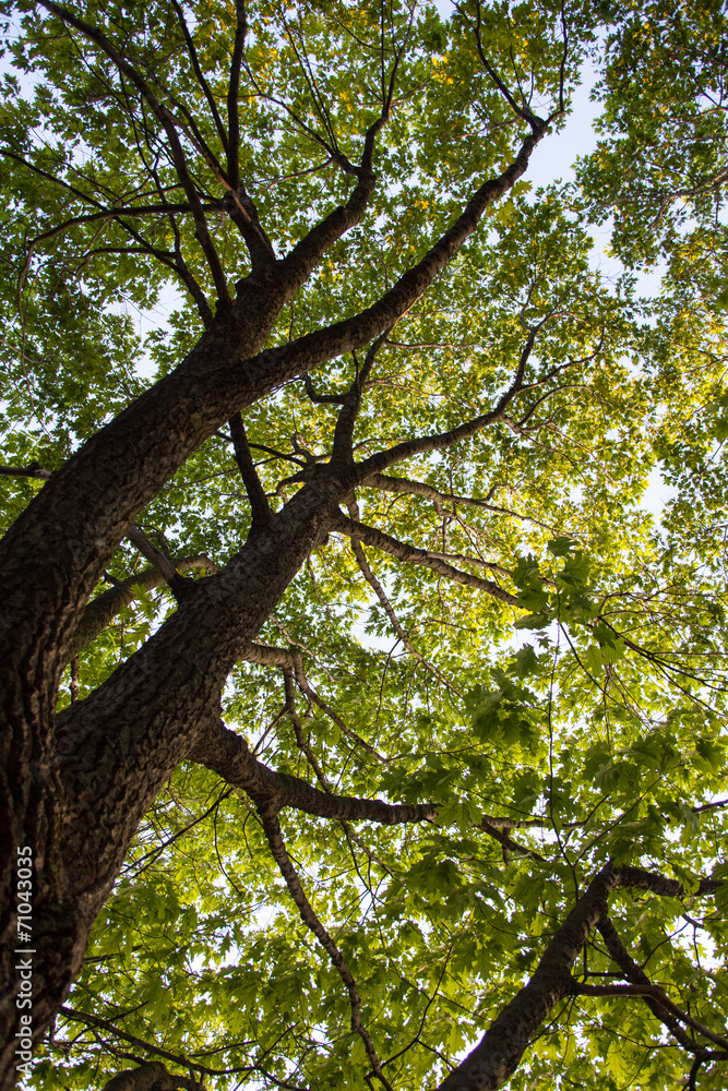 Trunk and branches of the oak tree Trunk and branches of the oak tree