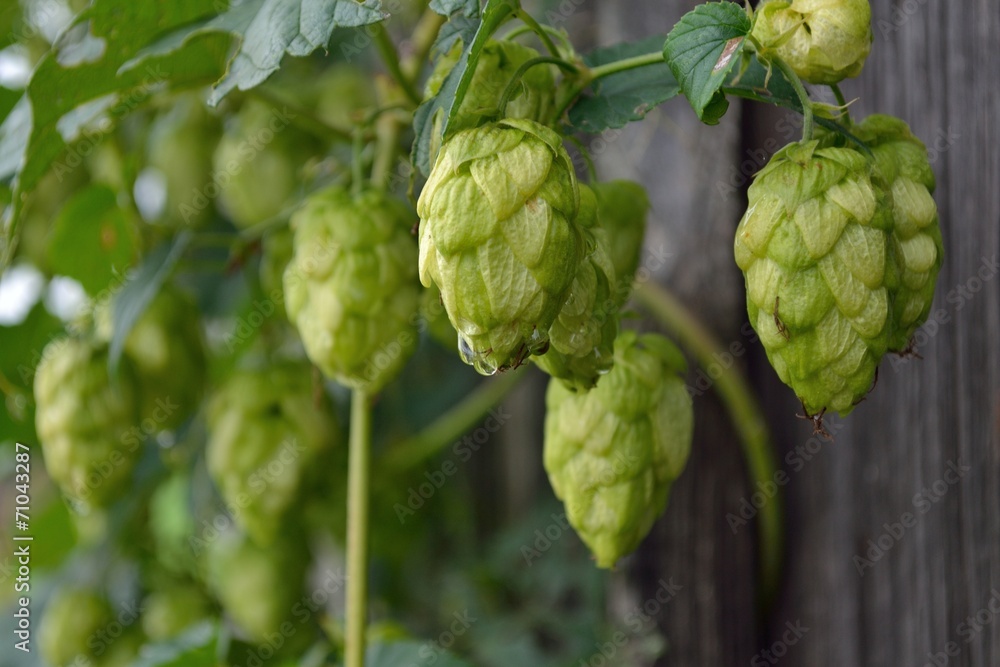 Hopfenfruechte - Nahaufnahme Hopfenfruechte - Nahaufnahme