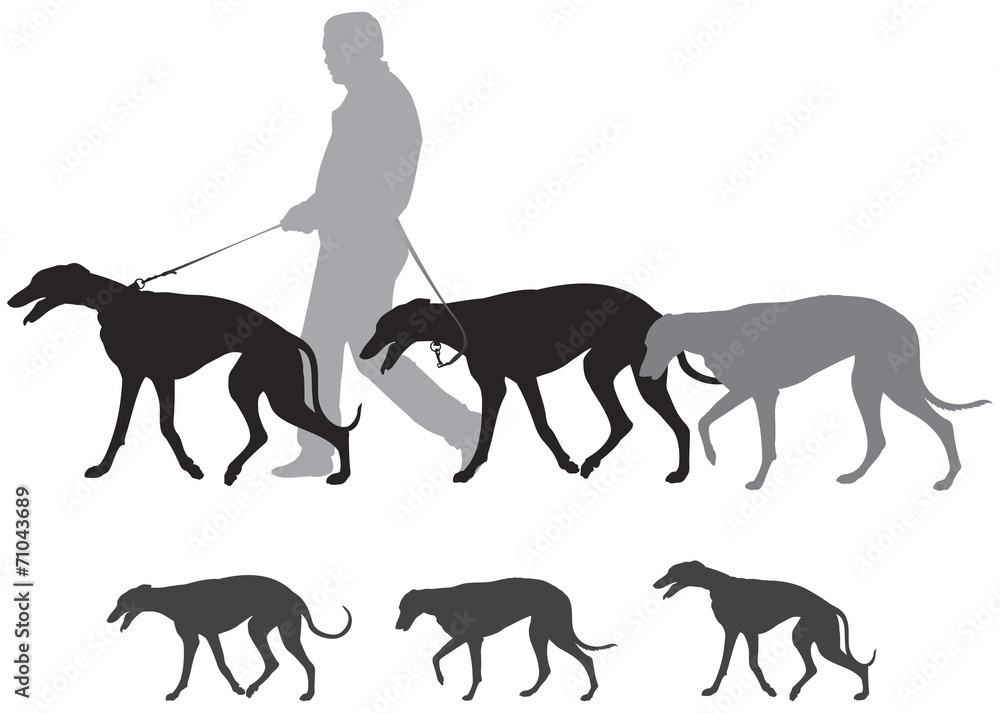 Greyhound hunting top