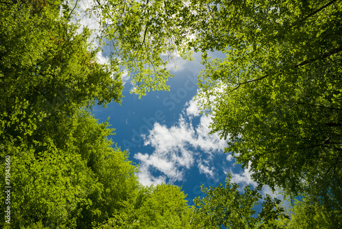 Lush green foliage and sky with clouds in the forest in spring