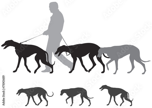 Hunting hound dogs walk, Greyhound Walks