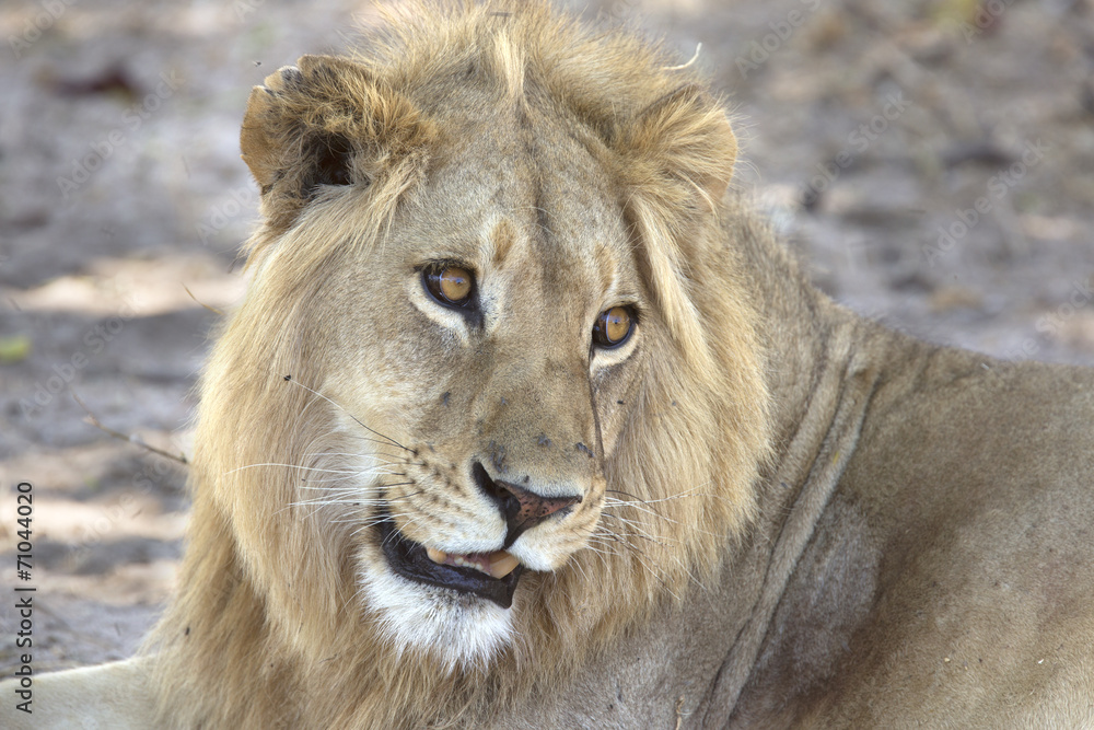 Wild male lion portrait