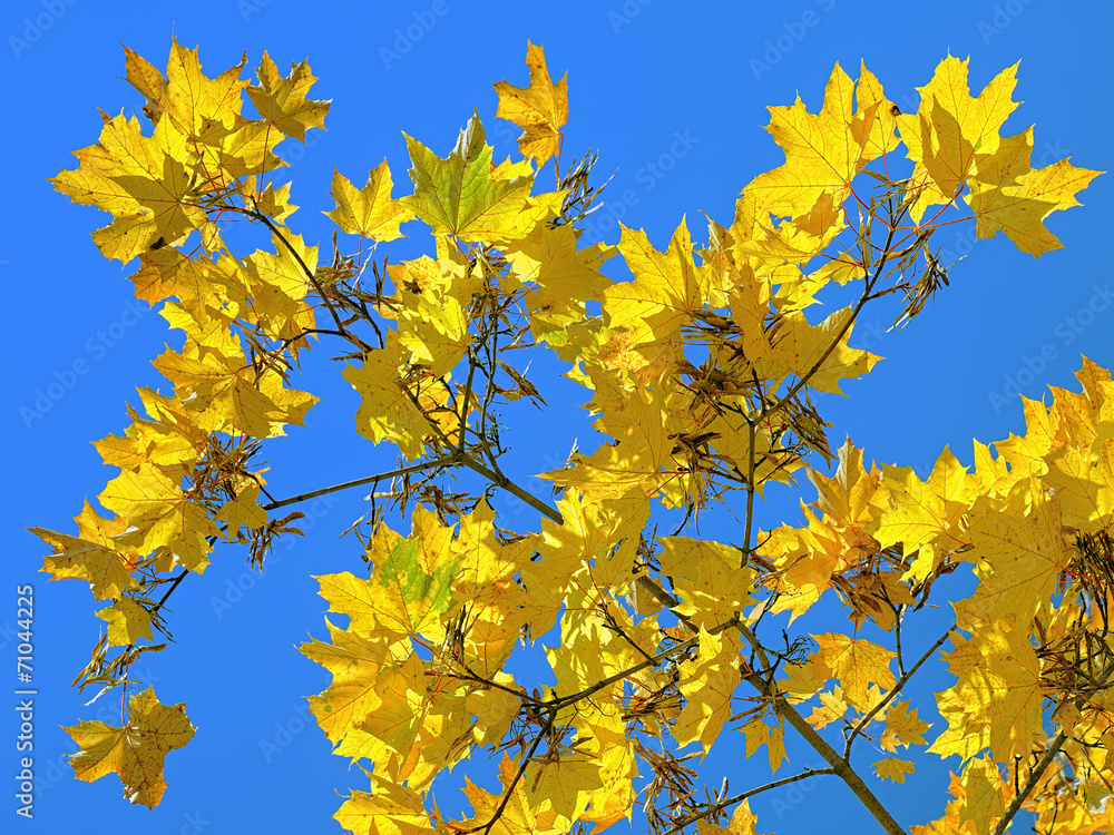 Yellow maple leaves on the background of blue sky Yellow maple leaves on the background of blue sky