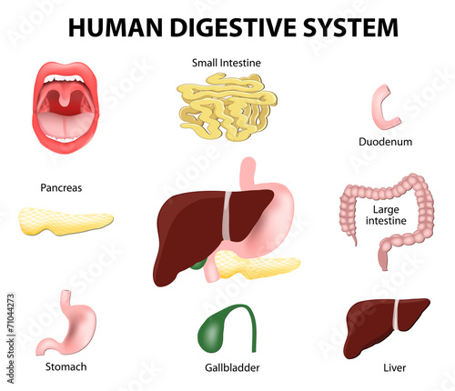 Human Digestive System. Set