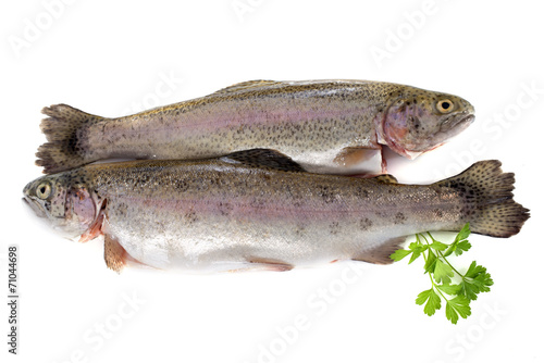 rainbow trout © cynoclub