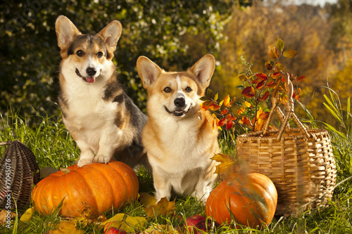 Fototapeta Naklejka Na Ścianę i Meble -  Welsh Corgi Pembroke dog
