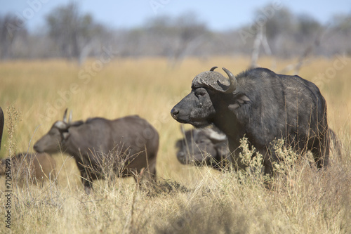 Free african wild buffalo © Pedro Bigeriego