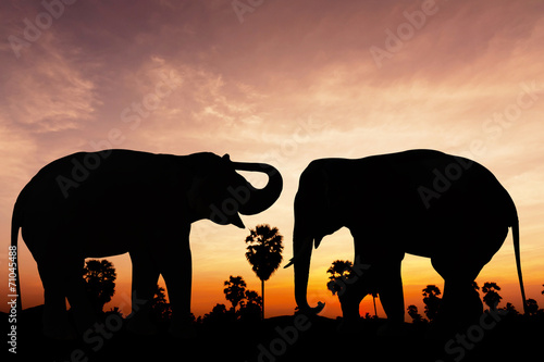 Two elephant on twilight time