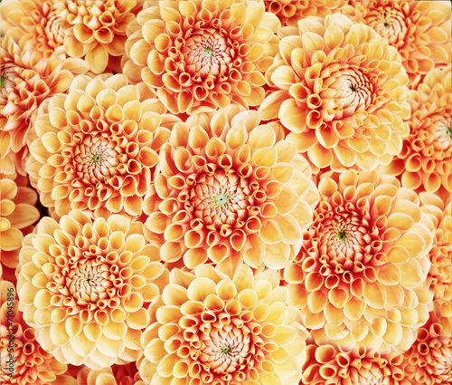 orange dahlias