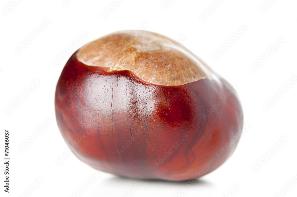 Obraz premium Single chestnut closeup