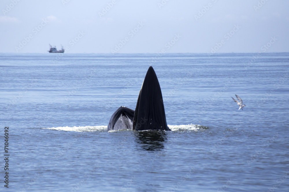 Fototapeta premium whales (Balaenoptera brydei) eating Anchovy fish
