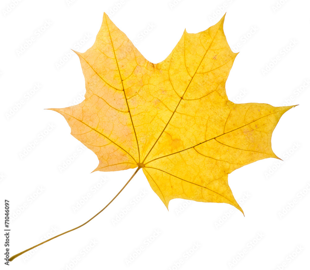 Maple  yellow leaf isolated