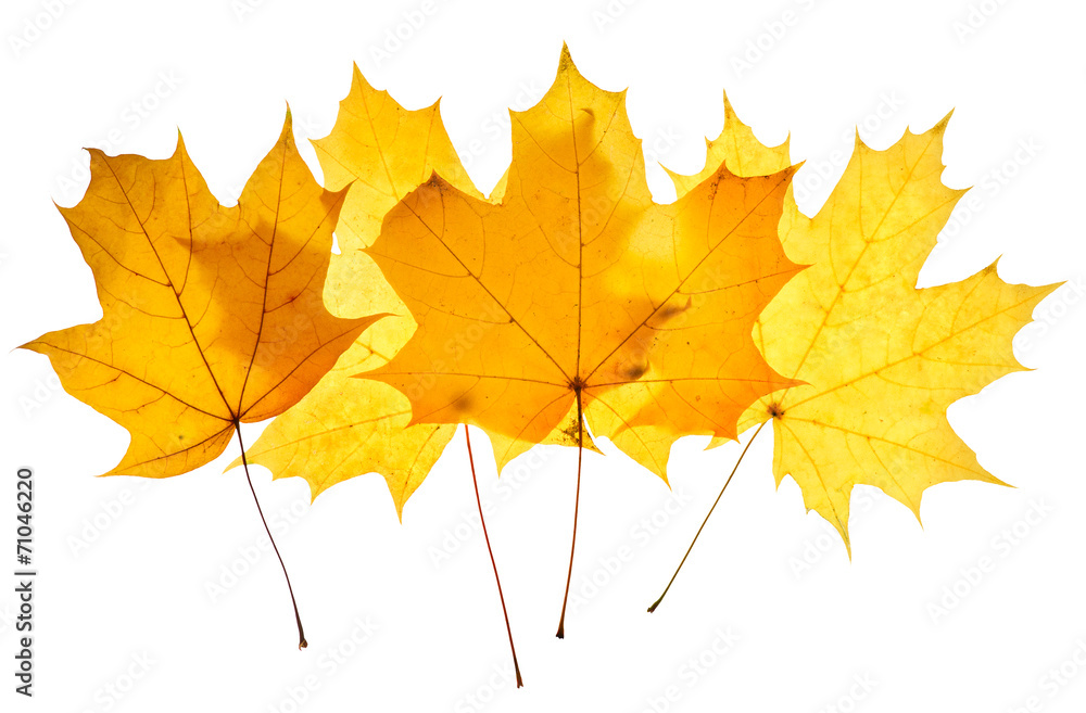 Maple yellow leaves isolated Maple yellow leaves isolated