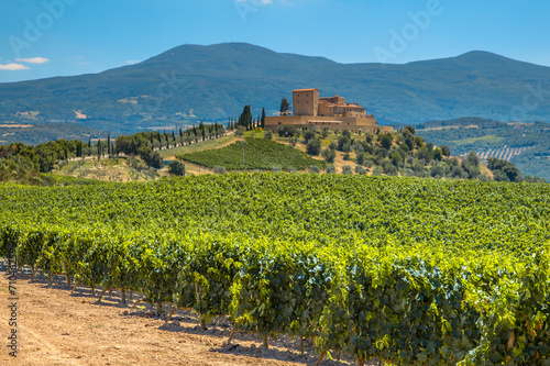 Castle overseeing Vineyard in Rows at a Tuscany Winery Estate, I
