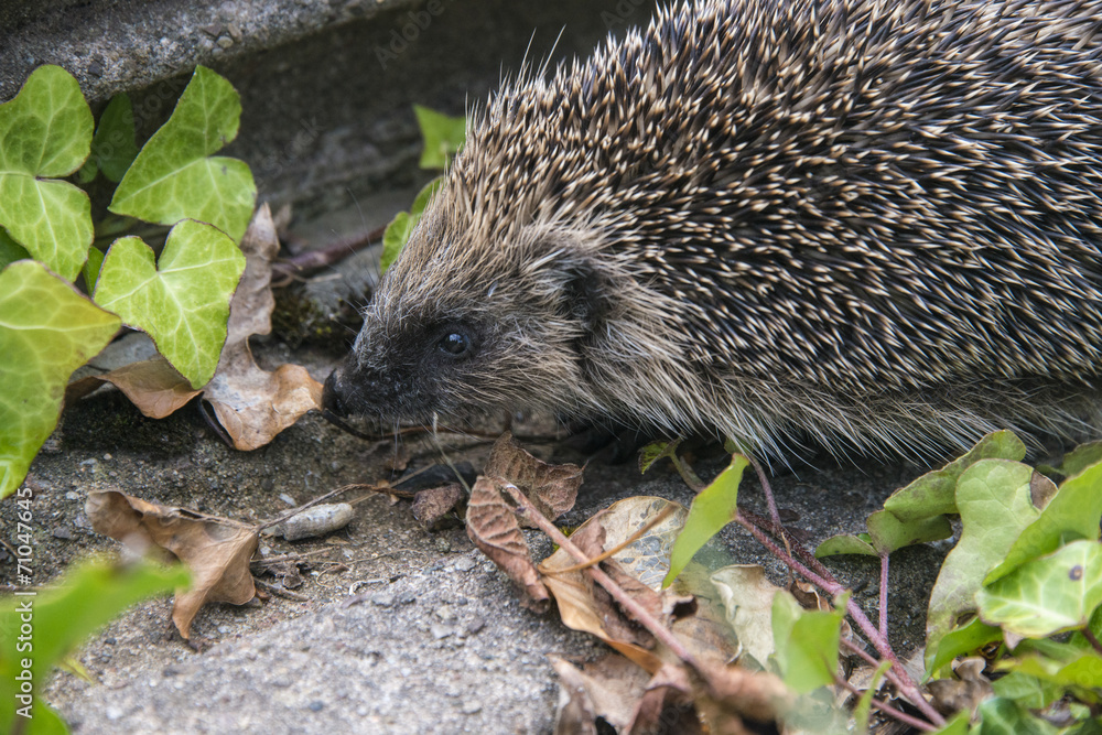 Fototapeta premium Young hedgehog in garden