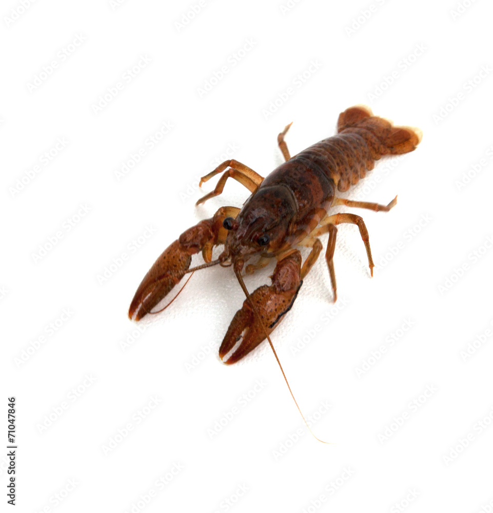 Crawfish Crawfish