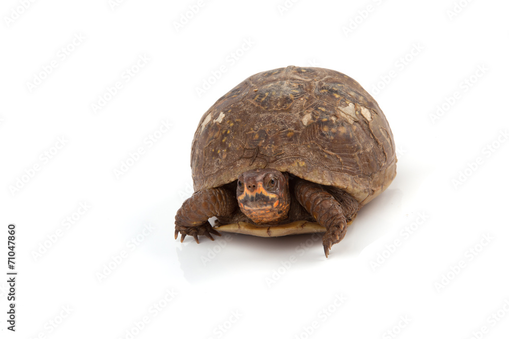 Obraz premium Box Turtle