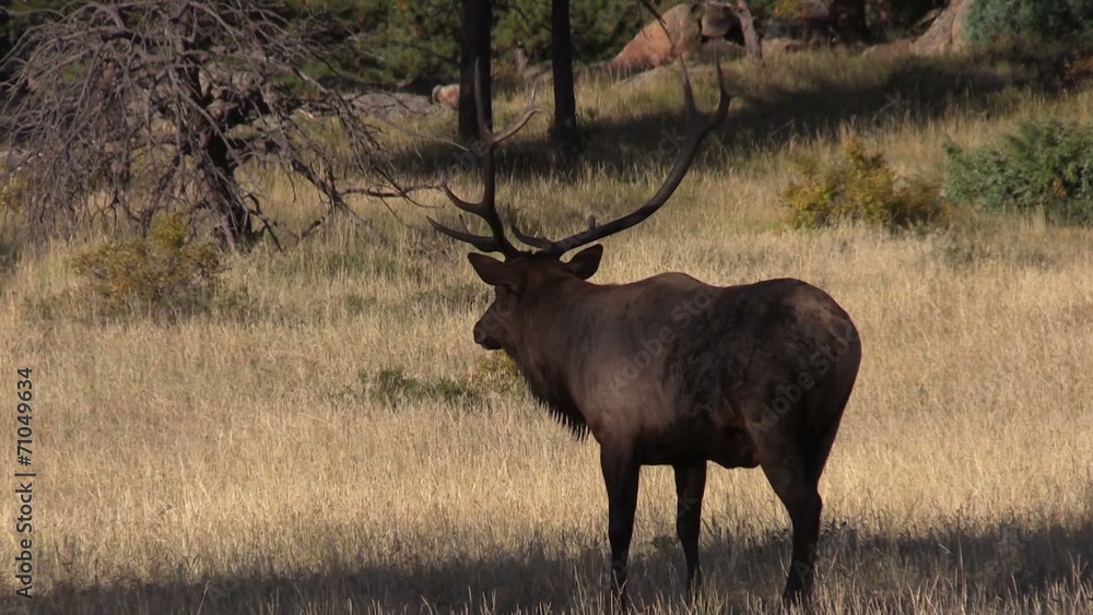 Bull Elk in Meadow Bull Elk in Meadow