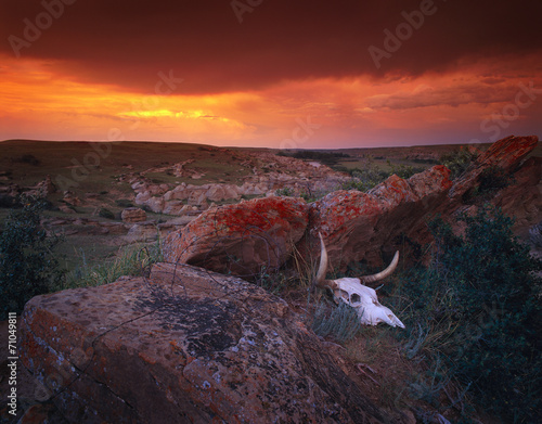 Cow Skull With Large Rocks In Field With Sunset, Provincial Park photo