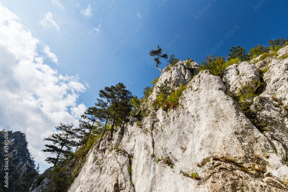 Mountain scenery with black pine trees Pinus nigra Mountain scenery with black pine trees Pinus nigra