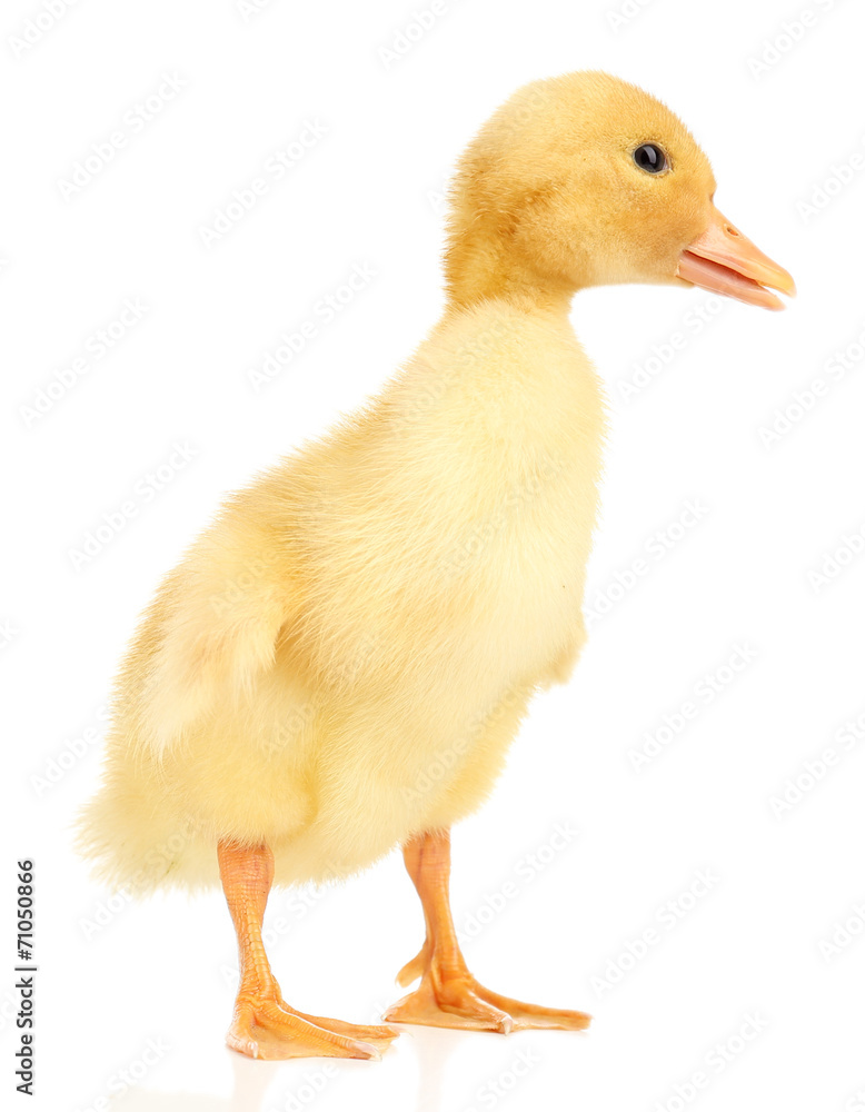 Little cute duckling isolated on white Little cute duckling isolated on white