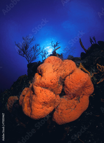 Orange Elephant Ear Sponge (Agelas Clathrodes) photo