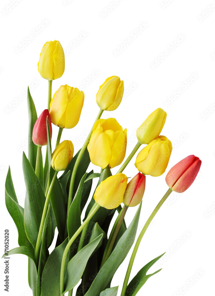 Obraz premium bouquet of tulips