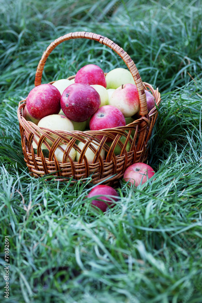 full basket on the grass full basket on the grass