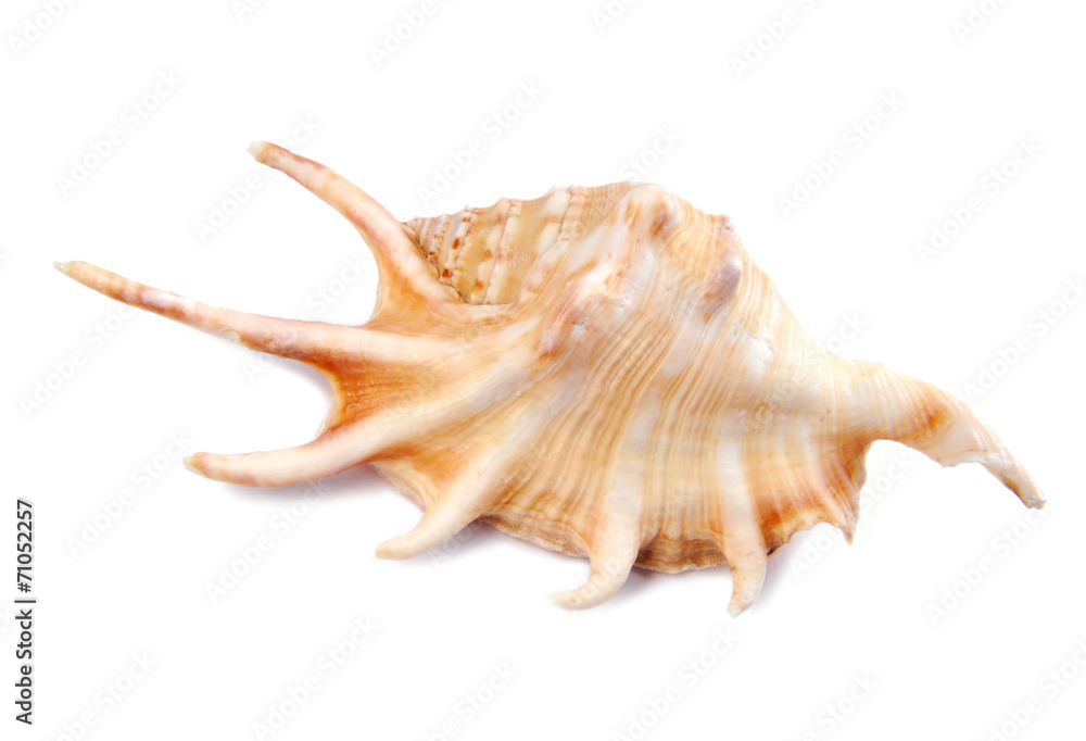 seashell shell isolated on white background seashell shell isolated on white background