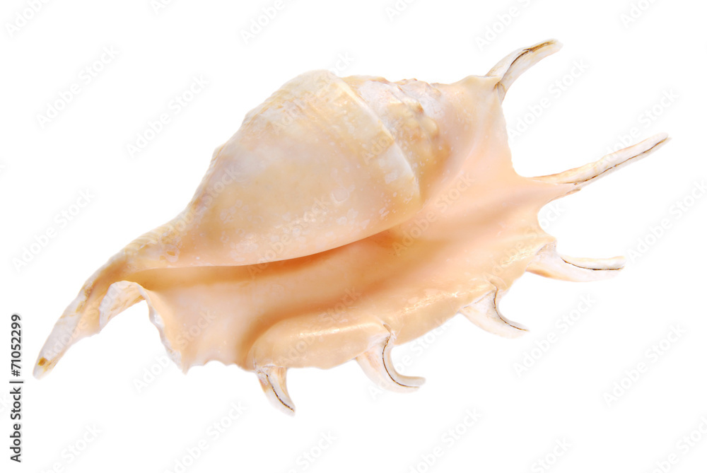 seashell shell isolated on white background