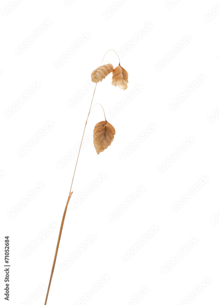 Briza, quaking grass Briza, quaking grass