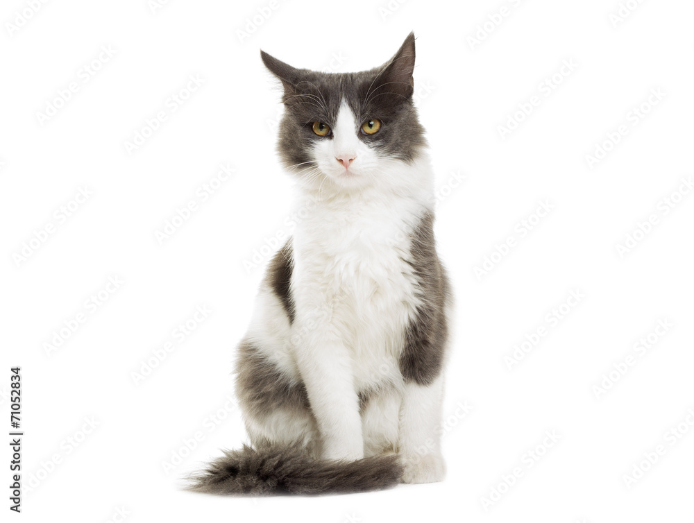 cat sitting on a white background