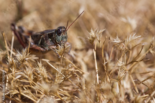 Grasshopper © tamifreed