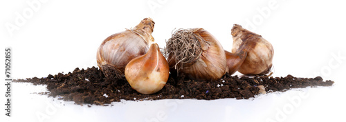 Принти на полотні Flower bulbs with soil isolated on white