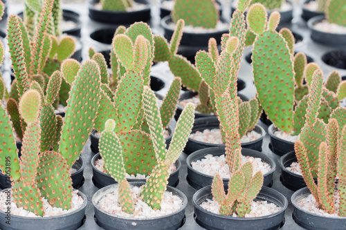 Mammillaria, Cactus photo