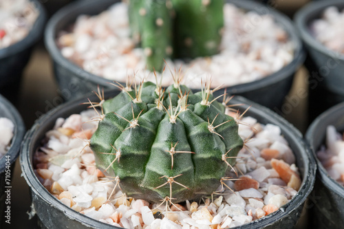 Mammillaria, Cactus photo