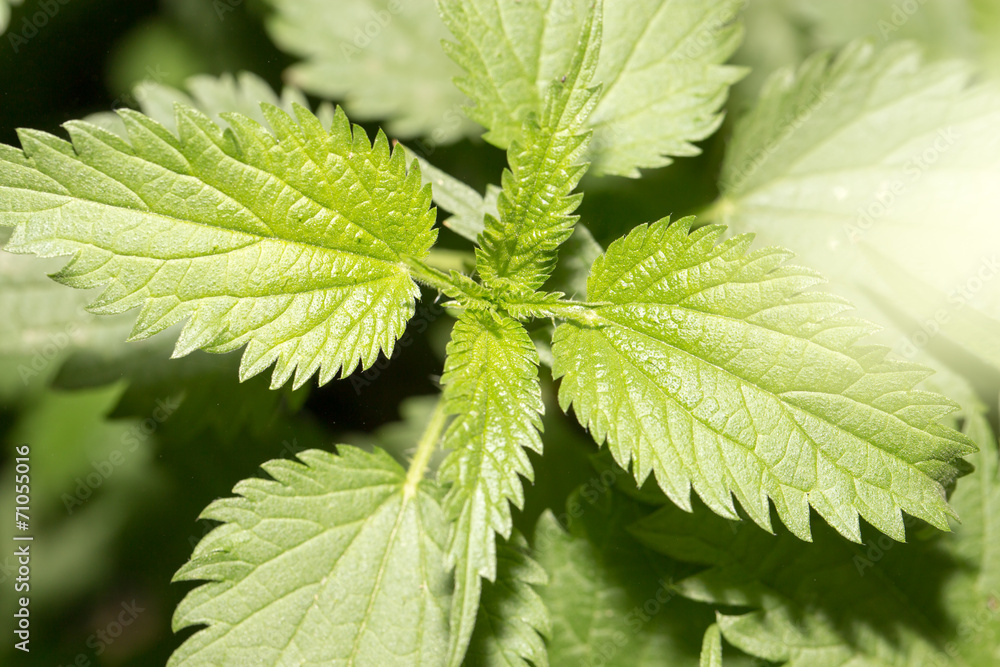 nettle in nature nettle in nature