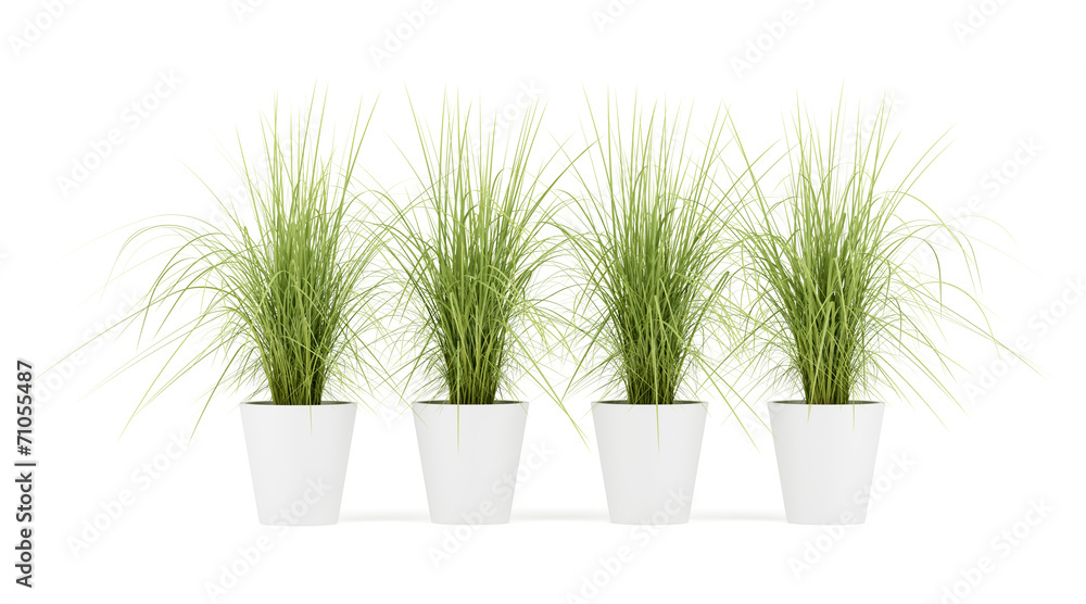 four potted houseplants isolated on white background